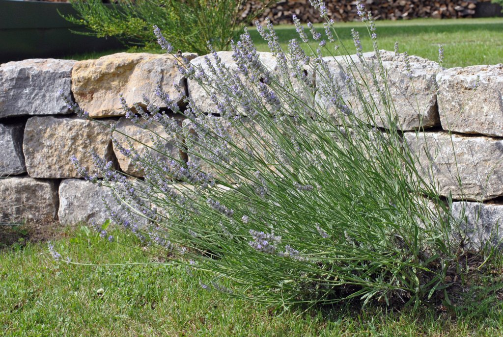 Trockenmauer_Lavendel